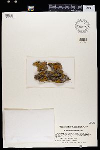 Xanthomendoza ulophyllodes image