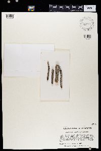 Caloplaca pollinii image