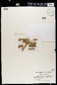 Caloplaca stipitata image