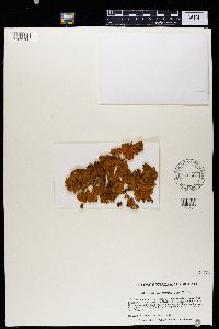 Rusavskia elegans image