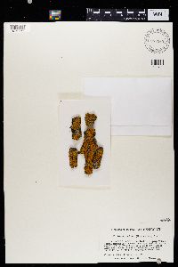 Xanthoria fallax image