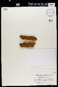 Xanthoria fallax image