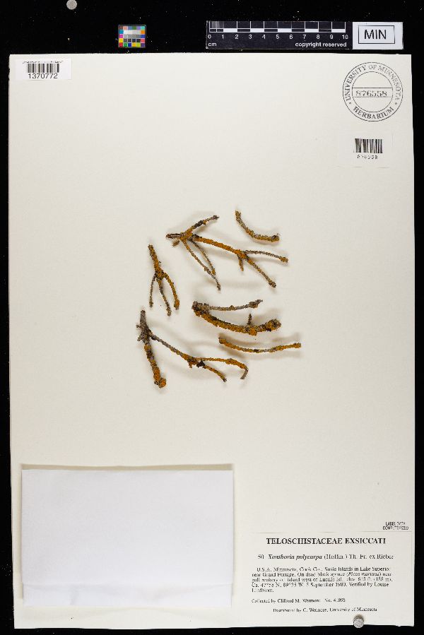 Polycauliona polycarpa image