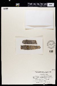 Caloplaca ahtii image