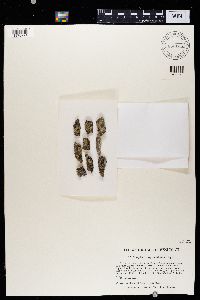 Solitaria chrysophthalma image