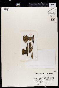 Solitaria chrysophthalma image