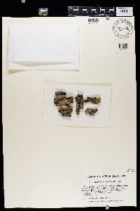 Solitaria chrysophthalma image