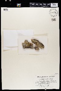 Solitaria chrysophthalma image