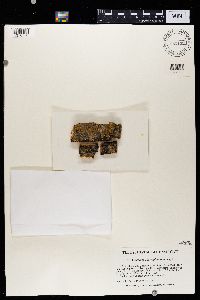 Solitaria chrysophthalma image