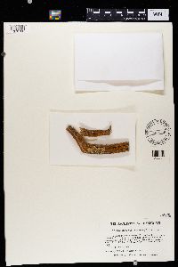 Caloplaca microphyllina image