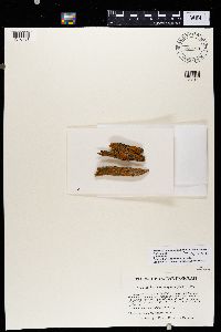 Caloplaca microphyllina image