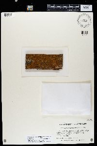 Caloplaca microphyllina image