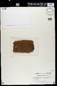 Caloplaca microphyllina image