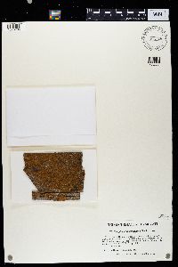 Caloplaca microphyllina image