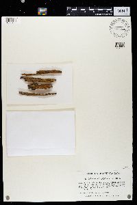 Caloplaca microphyllina image