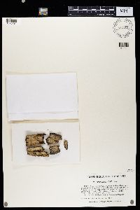 Caloplaca persimilis image