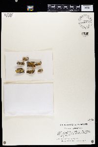 Caloplaca persimilis image