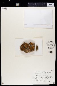 Squamulea subsoluta image