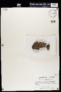 Squamulea subsoluta image