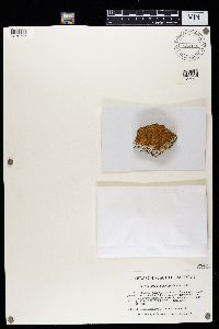 Squamulea subsoluta image