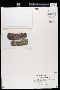 Caloplaca ahtii image