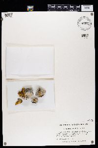 Caloplaca aurantia image
