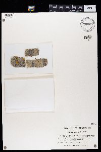 Caloplaca cerina image