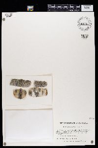 Caloplaca cerina image