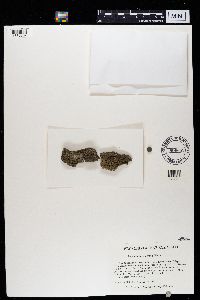 Caloplaca cerina image