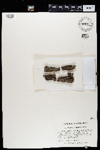 Caloplaca cerina image