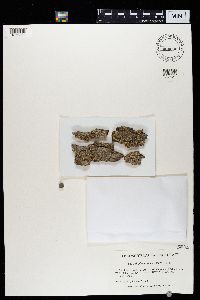 Caloplaca cerina image