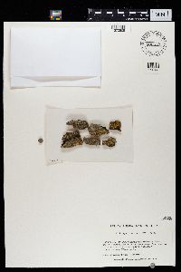 Caloplaca cerina image