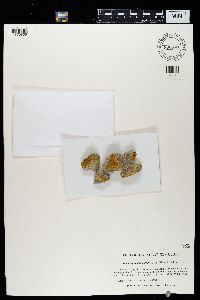 Caloplaca decipiens image