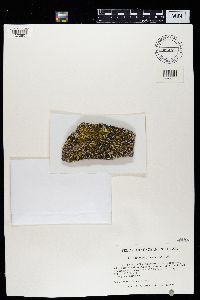 Caloplaca grimmiae image