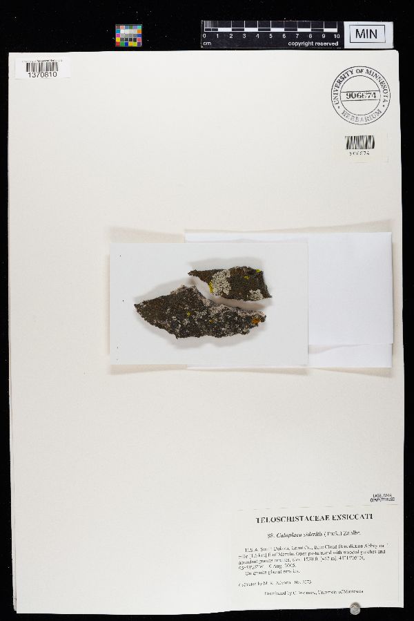 Caloplaca sideritis image