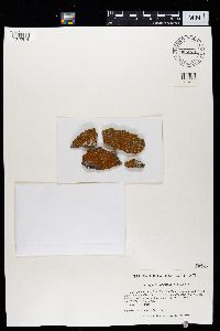 Squamulea subsoluta image