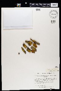 Oxneria fallax image