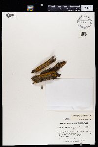 Xanthomendoza fulva image