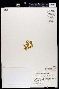 Xanthomendoza ulophyllodes image