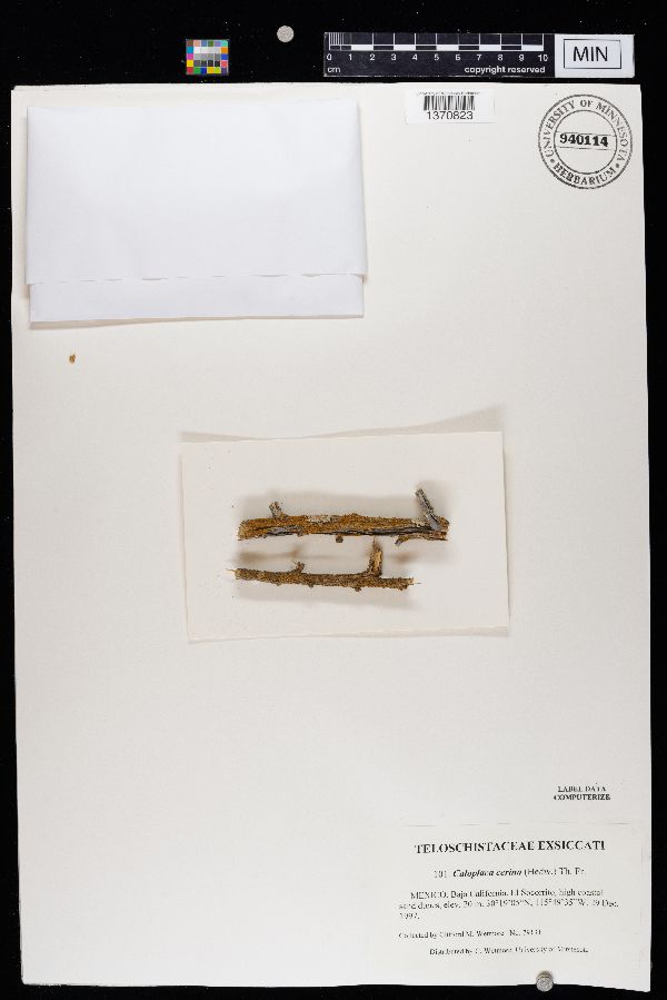 Caloplaca cerina image