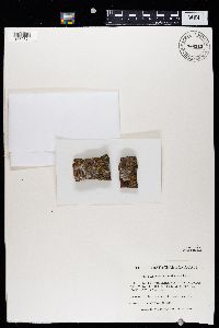 Caloplaca cerina image