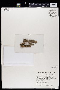 Caloplaca cerina image