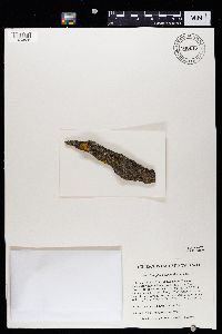 Caloplaca cerina image