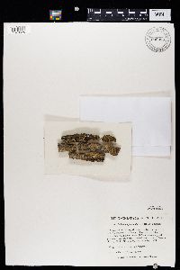 Gyalolechia flavorubescens image