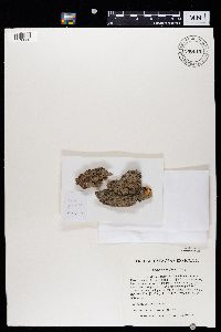 Athallia holocarpa image