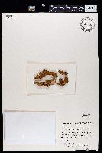 Caloplaca microphyllina image