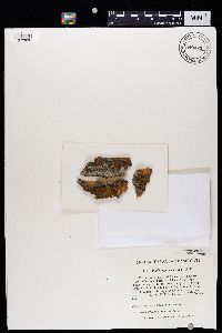 Athallia pyracea image