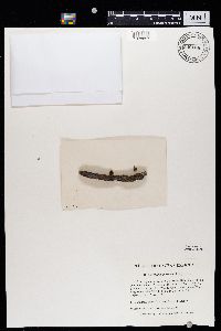 Athallia pyracea image