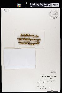 Polycauliona polycarpa image