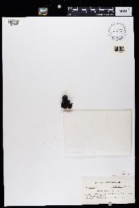 Pseudephebe pubescens image